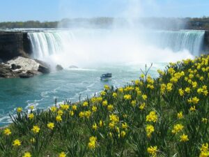 Picture of Niagara Falls with Maid of the Mist boat with yellow daffodils in the forefront